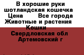 В хорошие руки шотландская кошечка › Цена ­ 7 - Все города Животные и растения » Кошки   . Свердловская обл.,Артемовский г.